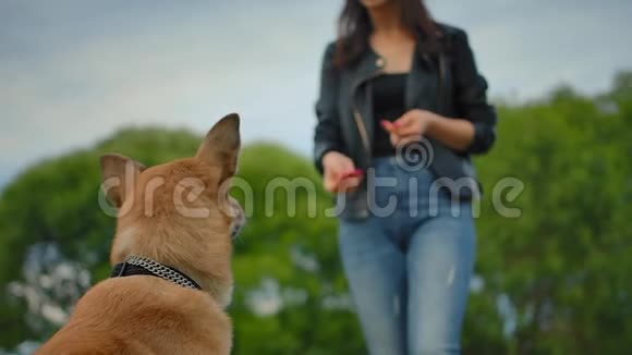 后景的外种狗捕捉食物的苍蝇女人扔它视频的预览图