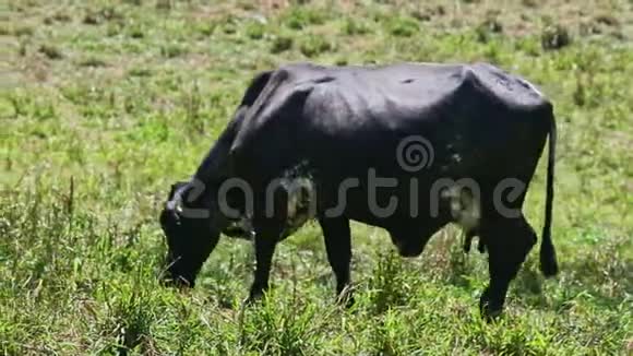 一头黑色大母乳牛在夏季绿野吃鲜草视频的预览图