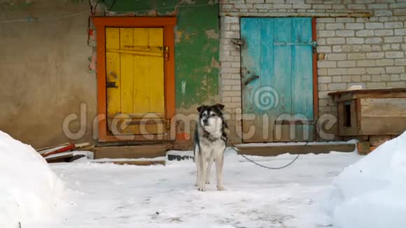 冬天一只狗在他的木摊附近戴着链子视频的预览图