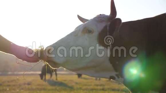 面目全非的家伙给牛一些青草好奇友好的动物从农民手中吃牧场上的牛视频的预览图