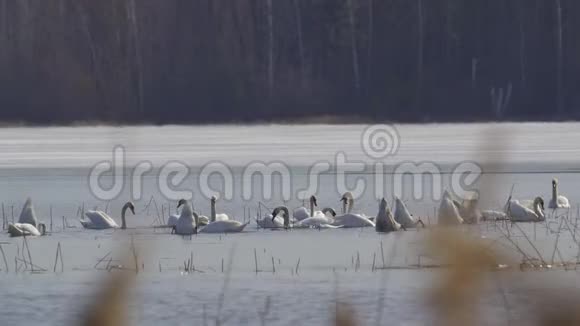 一群可爱的天鹅在湖水中的浅滩上栖息视频的预览图