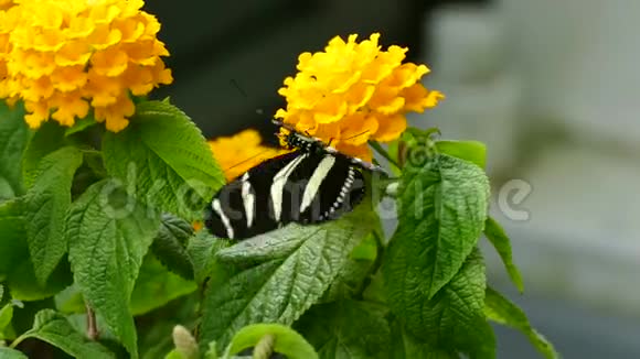 带蝴蝶的黄色小花视频的预览图