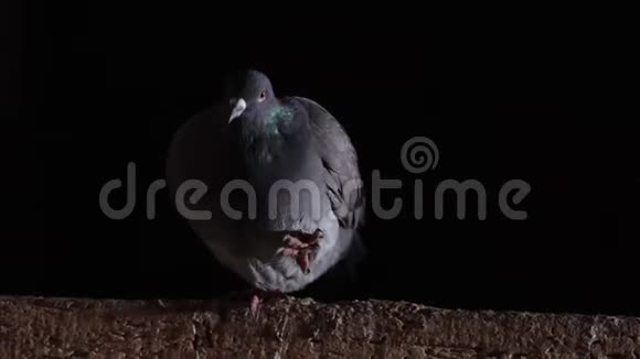 一张黑色背景的鸽子脸视频的预览图