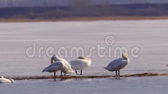 一群可爱的天鹅在春天的湖上休息视频的预览图