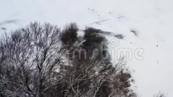 冬季森林和冰冻湖的无人视野视频的预览图