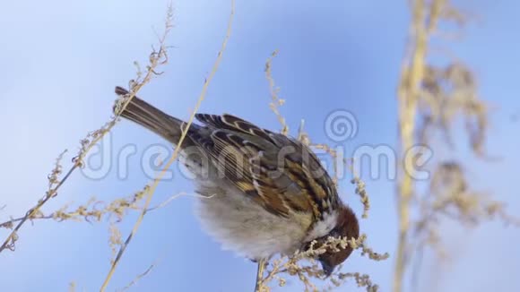 欧亚大树麻雀山雀在干燥的灌木上坐着去年在春天阳光明媚的日子吃的种子视频的预览图