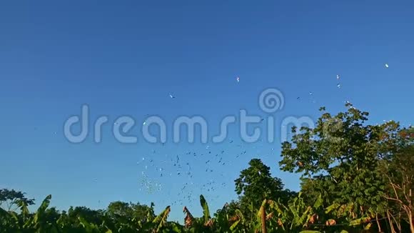 许多白色的热带大鸟飞在绿色的棕榈树上视频的预览图