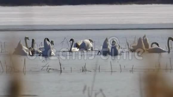 一群可爱的天鹅在湖水中的浅滩上栖息视频的预览图