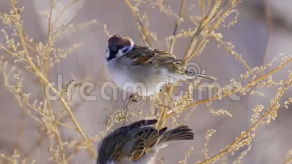欧亚大树雀斑山雀坐在干燥的灌木丛上在在阳光明媚的春天吃的种子视频的预览图