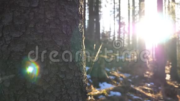 雄性手在阳光照射下抚摸松树的树皮年轻的背包客在视频的预览图