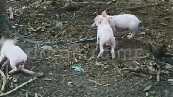 一小群四只粉红色的家养小猪在农场一起玩耍和奔跑视频的预览图