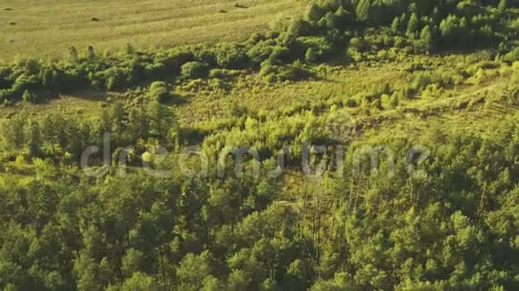 白俄罗斯阳光下的绿色森林和草甸景观的鸟瞰从高处俯瞰欧洲自然视频的预览图