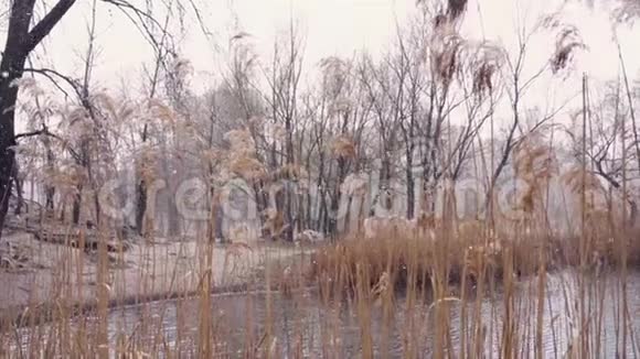 芦苇湖上雪慢行三月视频的预览图