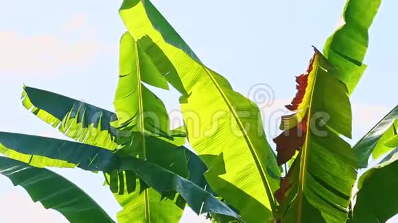特写风摇大的绿掌香蕉叶迎着明亮的阳光视频的预览图