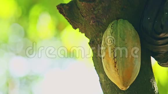 可可树上挂着成熟的黄可可果实阳光明媚视频的预览图