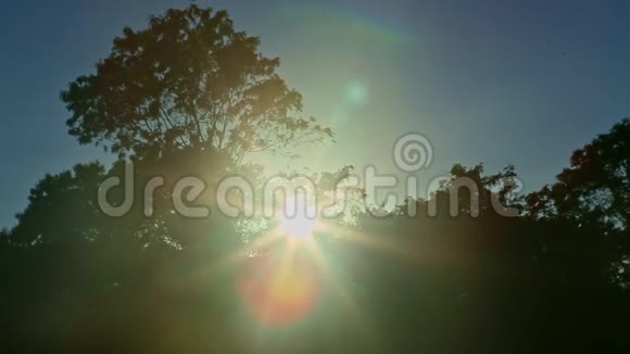 明亮的夕阳灯光透过热带树枝照出剪影视频的预览图