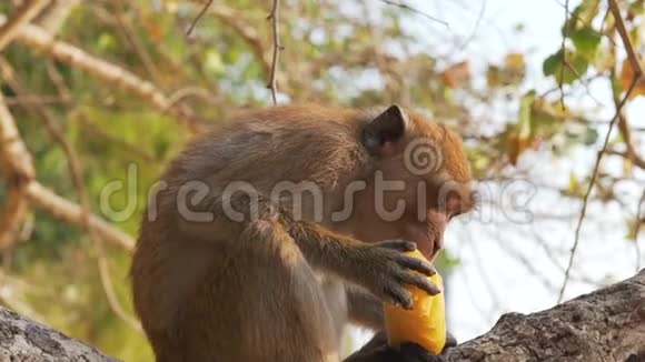 猴子在树上吃水果视频的预览图