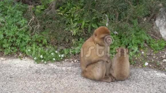 直布罗陀旅游区一座山上野地里有一对巴巴里猕猴母子视频的预览图