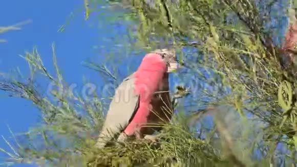 澳大利亚鹦鹉公主吃视频的预览图