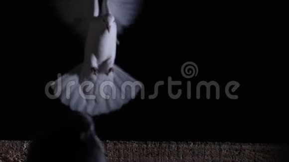 白鸽在黑色背景上飞翔坐在木板上视频的预览图