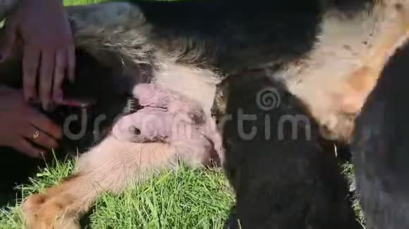 近距离的黑小狗成年德国牧羊犬的母乳视频的预览图