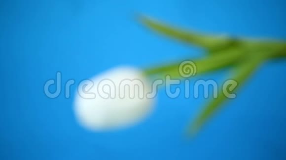 蓝色背景上美丽的白色郁金香花束视频的预览图