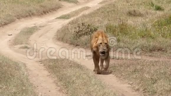 狮子走在人行道上视频的预览图