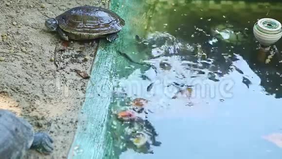 特写海龟在绿塘附近的沙滩上休息里面有游泳的海龟视频的预览图