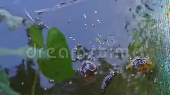 从手工池塘里的水到沙滩上的海龟的特写全景视频的预览图