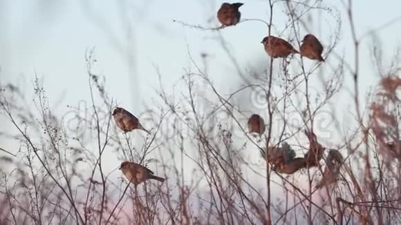野鸟慢动作在夕阳中飞翔视频的预览图