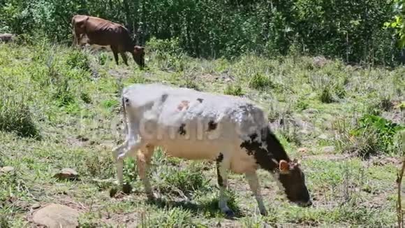 两头白色和棕色的家养奶牛在夏天的绿田里吃新鲜的草视频的预览图