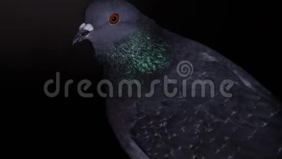鸽子清理羽毛在黑色背景上摇头视频的预览图