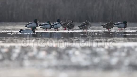 鸭子在结冰的湖面上漫步在艾薇儿附近视频的预览图