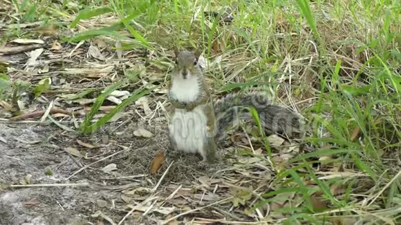 草原上的灰松鼠视频的预览图