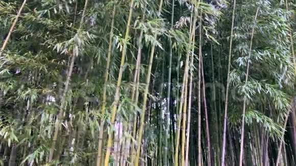 竹竹叶竹树林视频的预览图