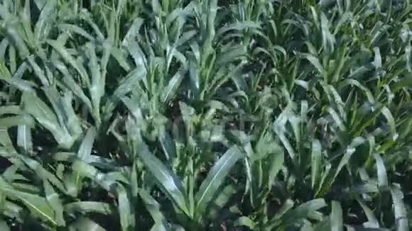 玉米田的俯视图视频的预览图