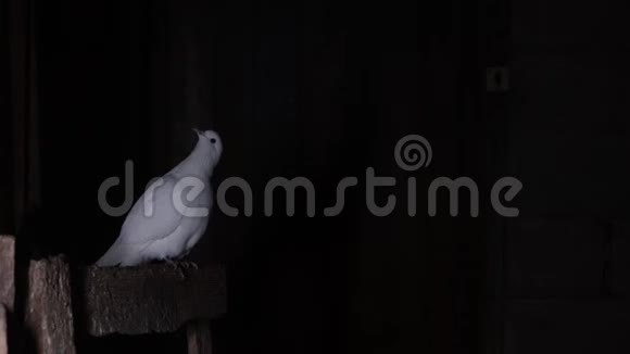 一只白鸽坐在黑暗的房间里栖息视频的预览图