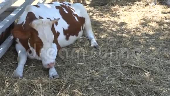 奶牛躺在阴影里视频的预览图