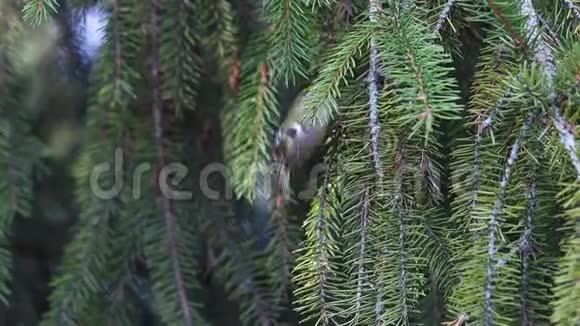 欧洲最小的鸟在云杉枝上跳跃视频的预览图