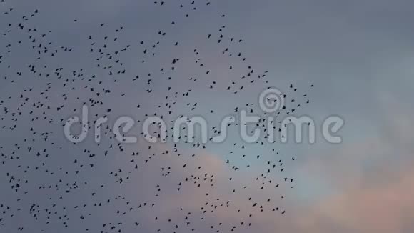 一大群黑鸟在夕阳的天空中飞翔视频的预览图