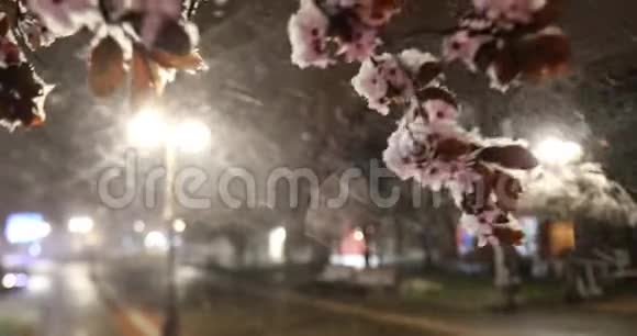 春天的雪与开花的树木在空城广场的夜晚视频的预览图