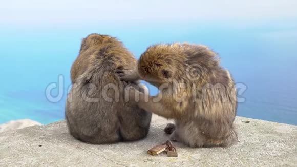野海滩上的刺猴英译汉1的皮毛互相清洁视频的预览图