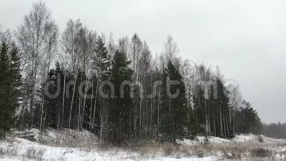 欧洲北部野生森林降雪视频的预览图
