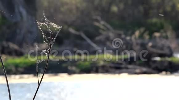微风吹过的蜘蛛网视频的预览图