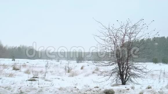 在美丽的灰色冬季景观上下雪视频的预览图