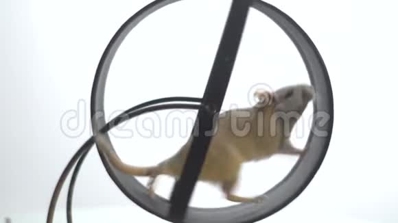 一只黑眼睛的白鼠在运行轮中缓慢地运行为啮齿动物缓慢地运动视频的预览图