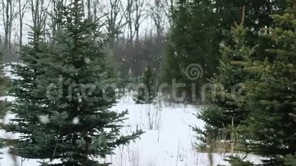 在美丽的灰色冬季景观上下雪视频的预览图