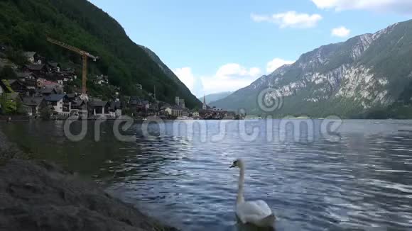 斯旺在奥地利著名的城市村庄哈尔斯塔特游泳在达赫斯坦萨尔茨卡默古特阿尔卑斯山的山谷里视频的预览图