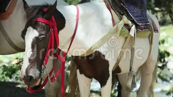 特写两匹白色和棕色斑点的国产鞍马休息视频的预览图
