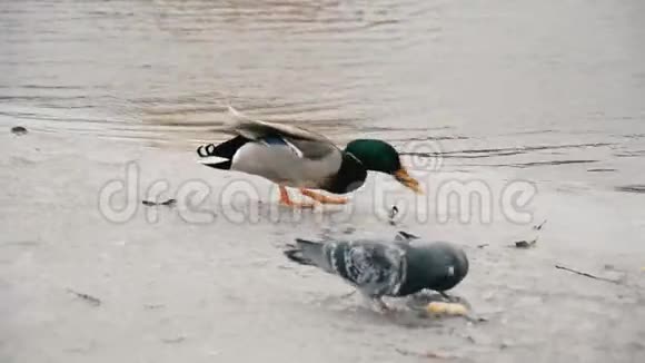 鸭子在冬天吃雪堆休息视频的预览图